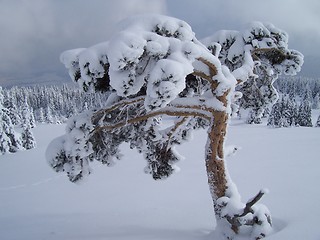 Image showing Frozen tree