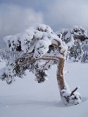 Image showing Frozen tree