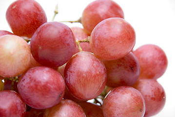 Image showing Close-up of Pink grape cluster