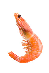 Image showing King Shrimp