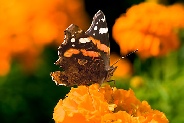 Image showing Bright autumn butterfly