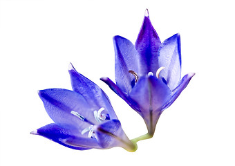 Image showing two blue brodiaea flowers