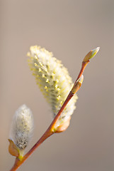 Image showing single Pussy Willow branch with catkins