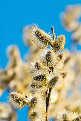 Image showing Pussy Willow branch with catkins