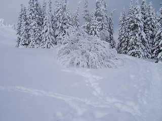 Image showing White trees