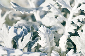 Image showing Silver dust plant background