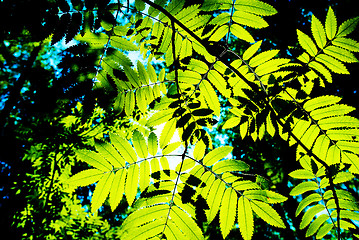 Image showing Deep summer foliage