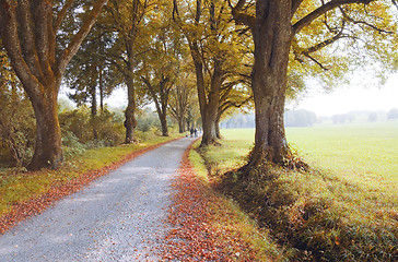 Image showing autumn nature