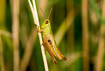 Image showing Considerable grasshopper