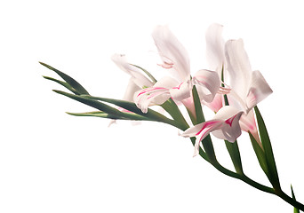 Image showing Delicate white gladioluses