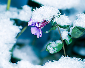 Image showing don't forget me under snow