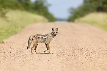 Image showing Side Striped Jackal