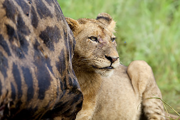 Image showing Lioness Feeding