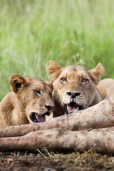 Image showing Lions Feeding