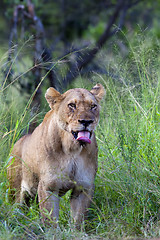 Image showing Lioness Yawn