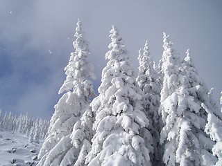 Image showing Winter in forest