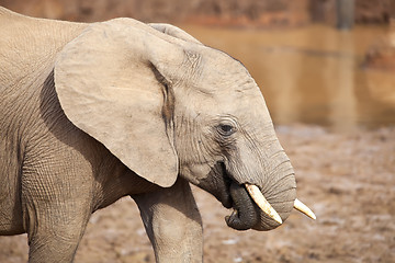Image showing Young Elephant