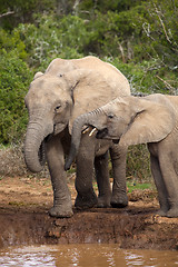 Image showing Thirsty Elephants