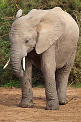 Image showing Elephant Portrait