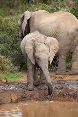 Image showing Thirsty Baby Elephant