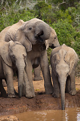 Image showing Elephant Family