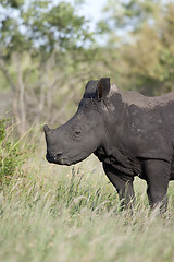 Image showing Rhino baby feeding