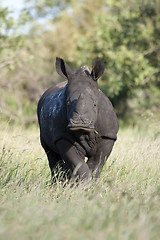 Image showing Rhino Baby Feeding