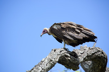 Image showing Vulture