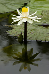 Image showing Flower Reflection