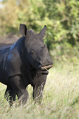 Image showing White Rhino Feeding