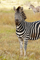 Image showing Zebra