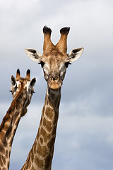 Image showing Giraffe