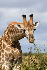 Image showing Giraffe Feeding