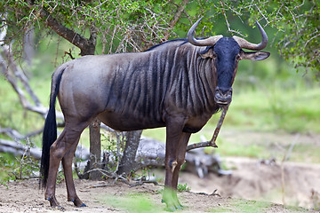 Image showing Blue Wildebeest