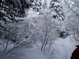 Image showing Frozen trees