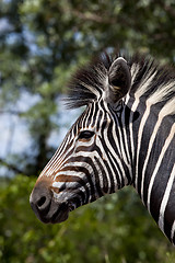 Image showing Zebra