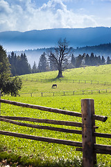 Image showing horse in the green field