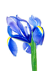 Image showing blue iris with droplets