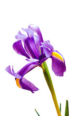 Image showing deep purple iris