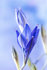 Image showing blue brodiaea flower