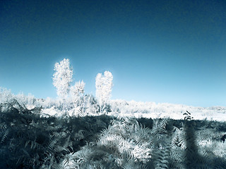 Image showing Infrared landscape