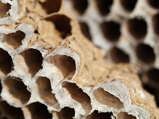 Image showing Honey bees nest