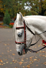 Image showing Sad White Horse