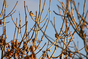 Image showing birds