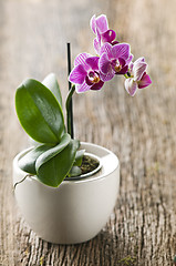 Image showing Orchid