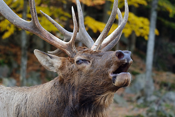 Image showing Wapiti