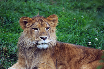 Image showing Young male lion