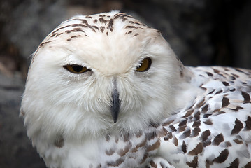 Image showing Snowy Owl