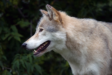 Image showing Gray Wolf
