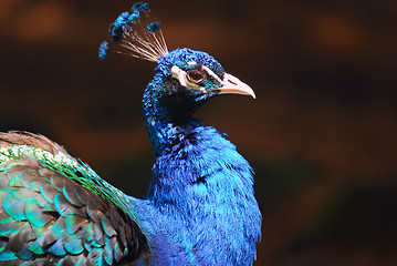 Image showing Indian Peafowl